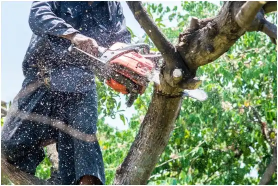 tree services Whitwell